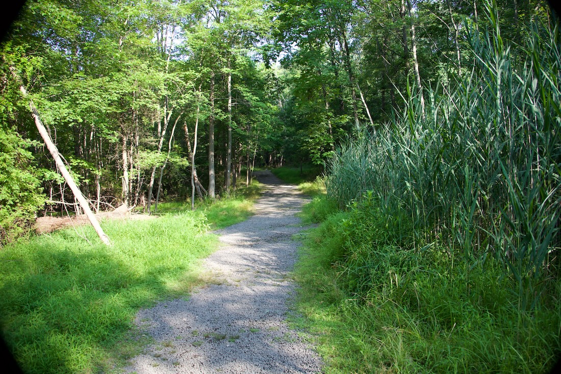 image of a typical trail at the Franklin Lakes Nature Preserve
