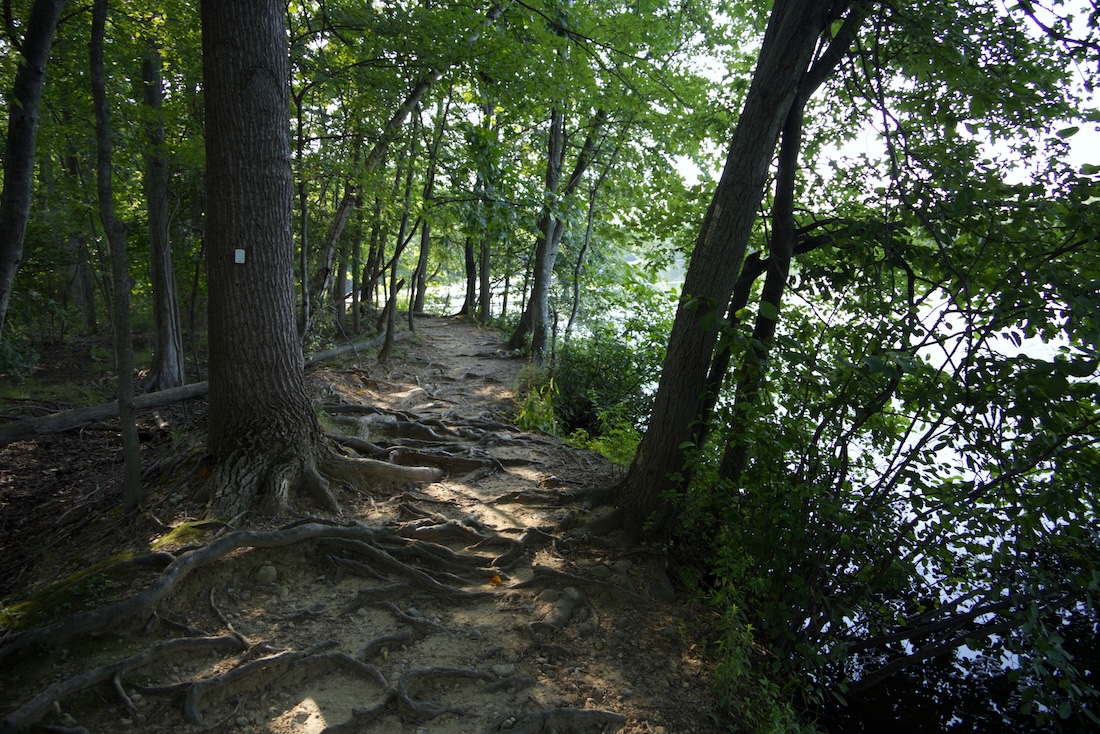 Rooty traol at the nature preserve
