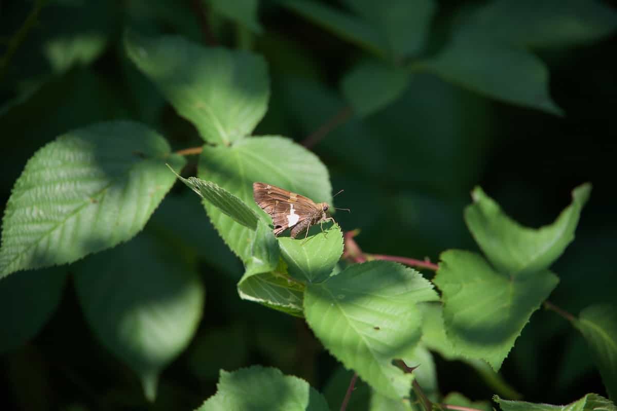 image of Silver Spotted skipper