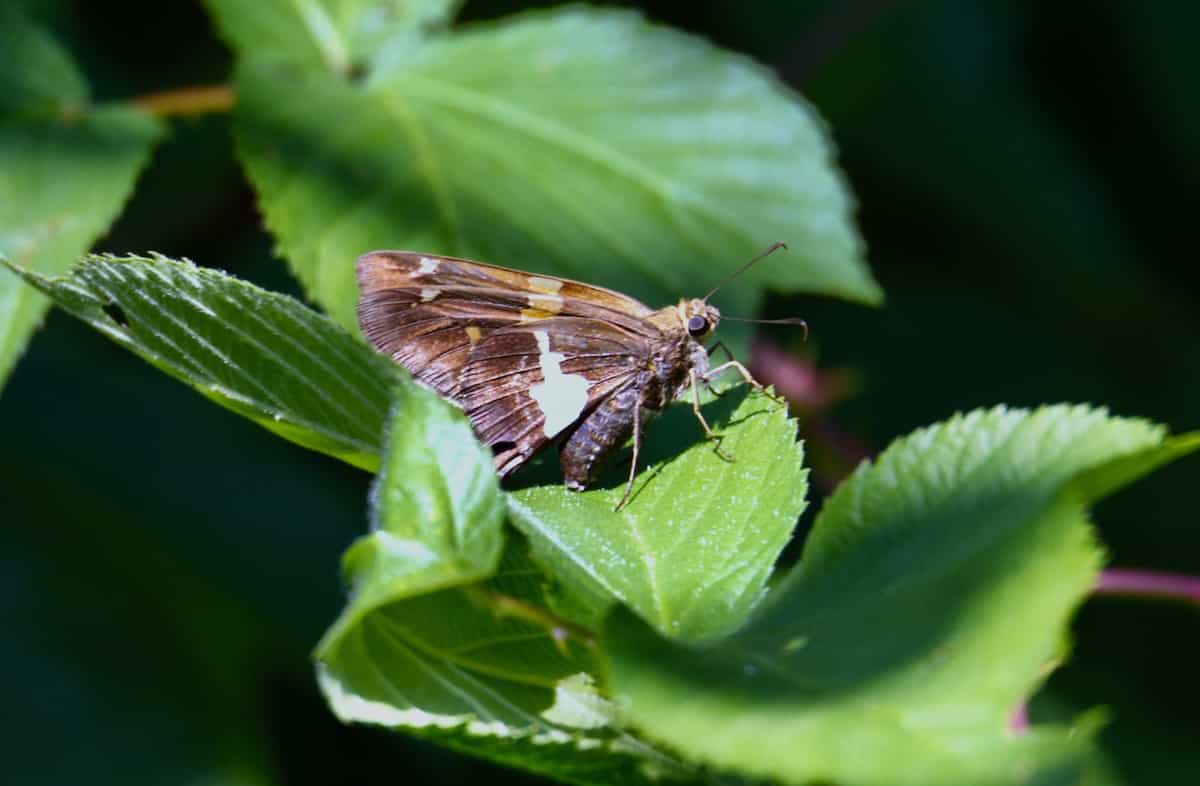 image of Silver Spotted skipper