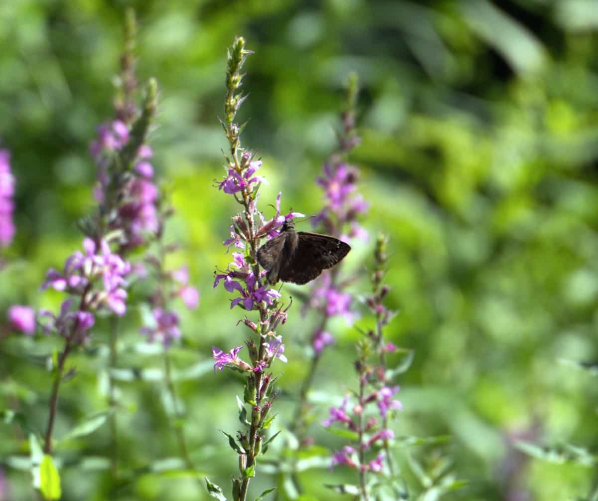 image of A duskywing butterfly