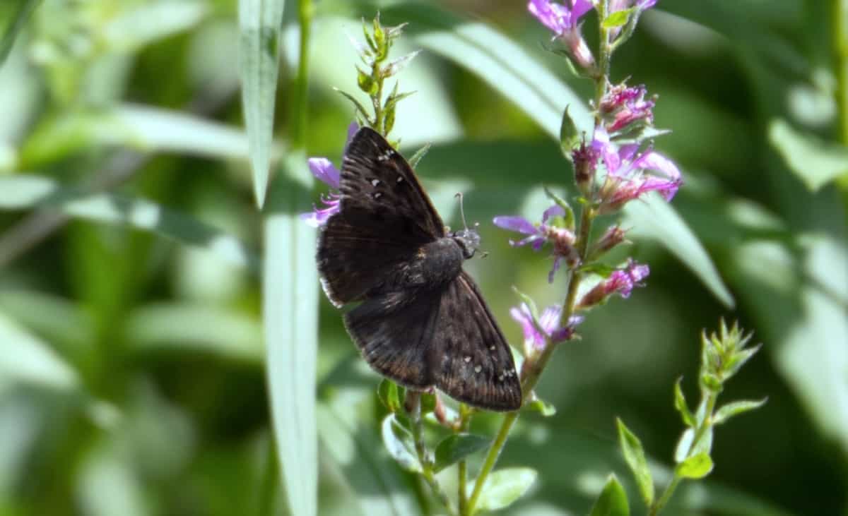 image of image of a duskywing butterfly