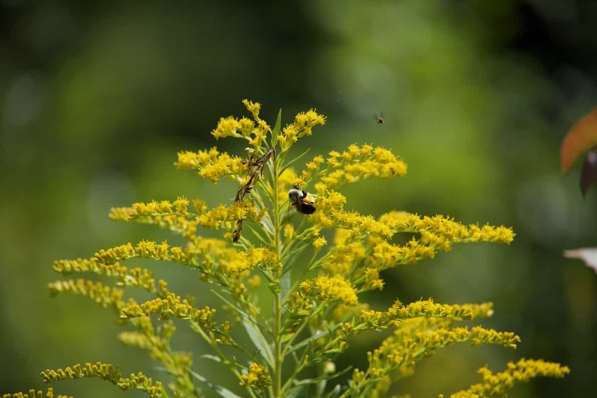 image of a common eastern bumblebee
