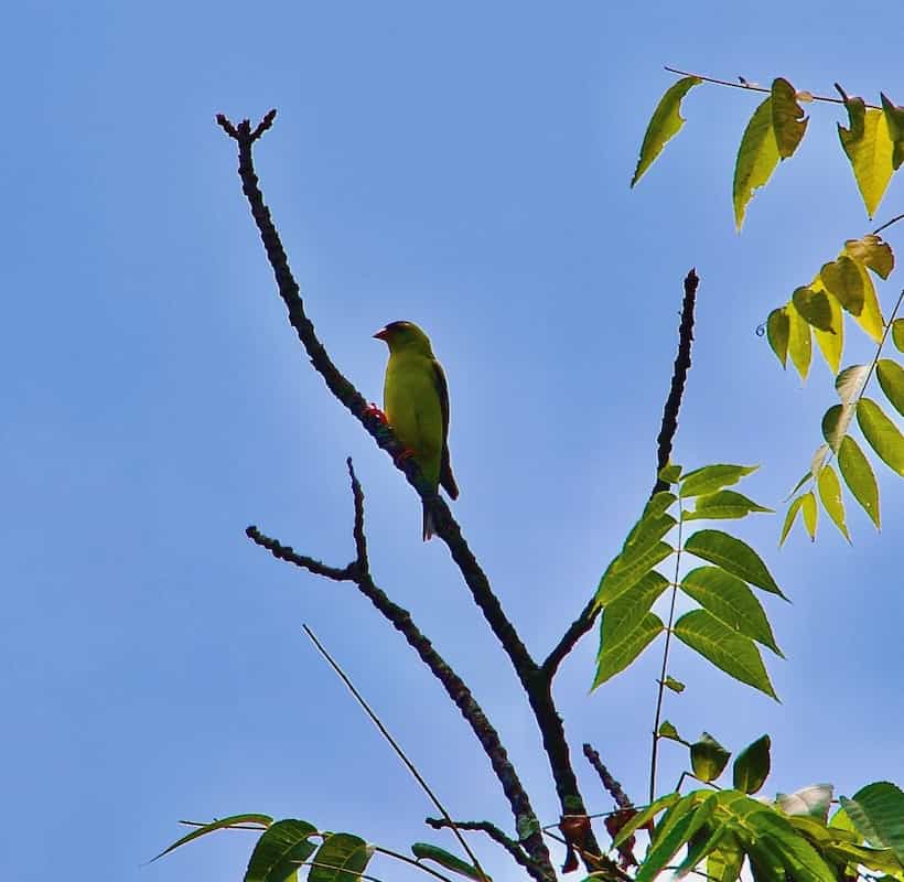 image of an American Goldfinch