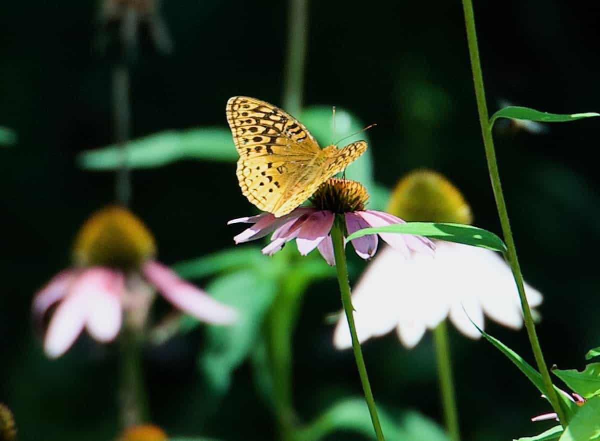 image of a Great Spangled Fritillary