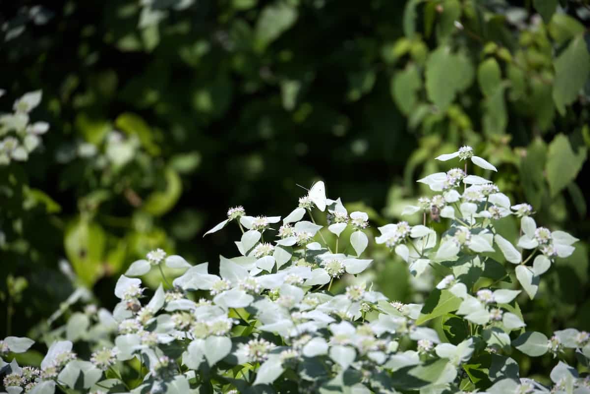 image of a Cabbage White butterfly