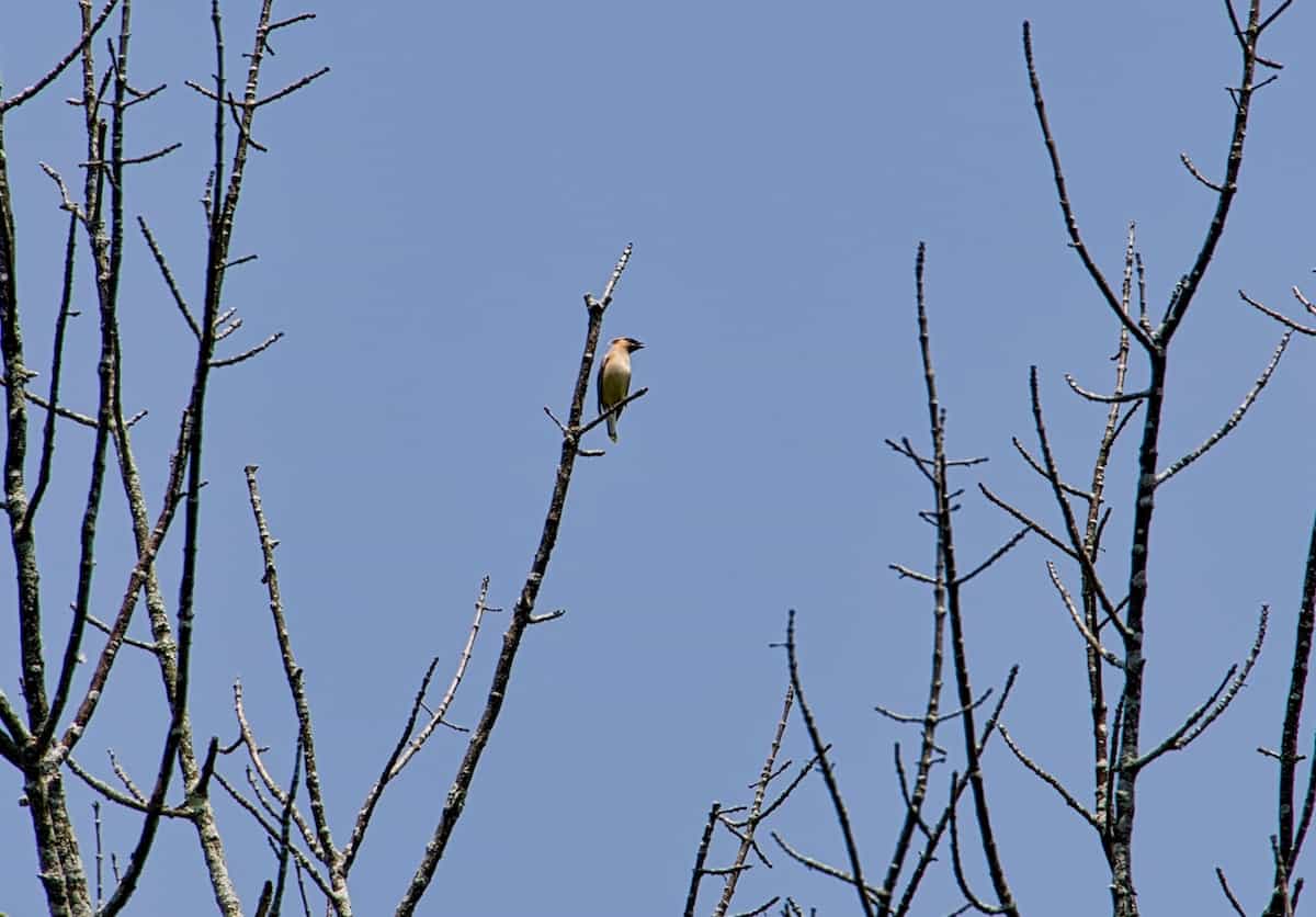 image of a cedar waxwing
