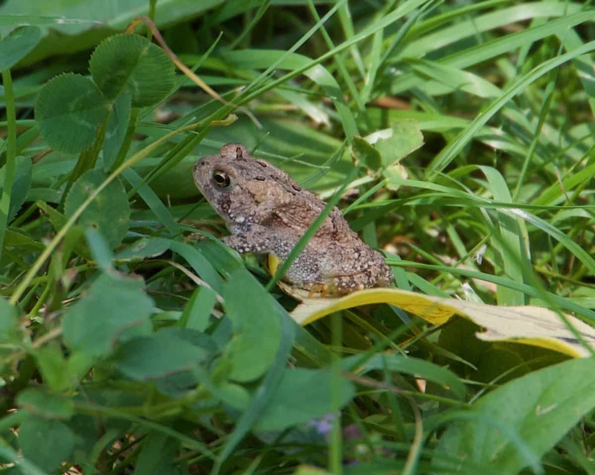 image of an American Toad