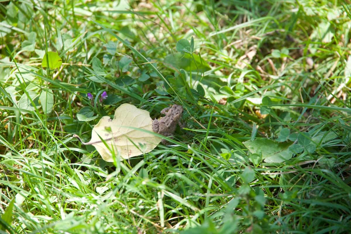 image of an American Toad