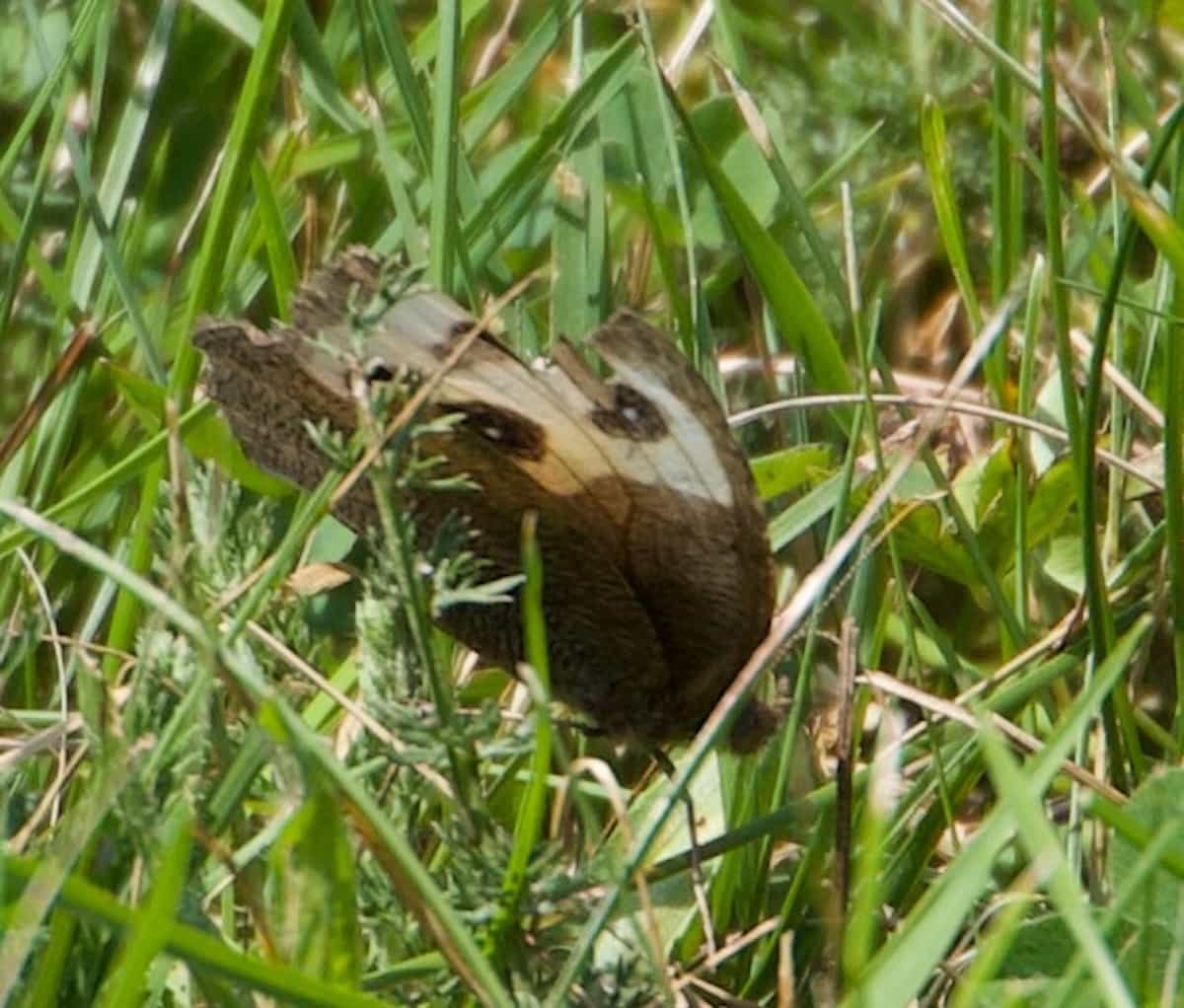 image of a common wood nymph