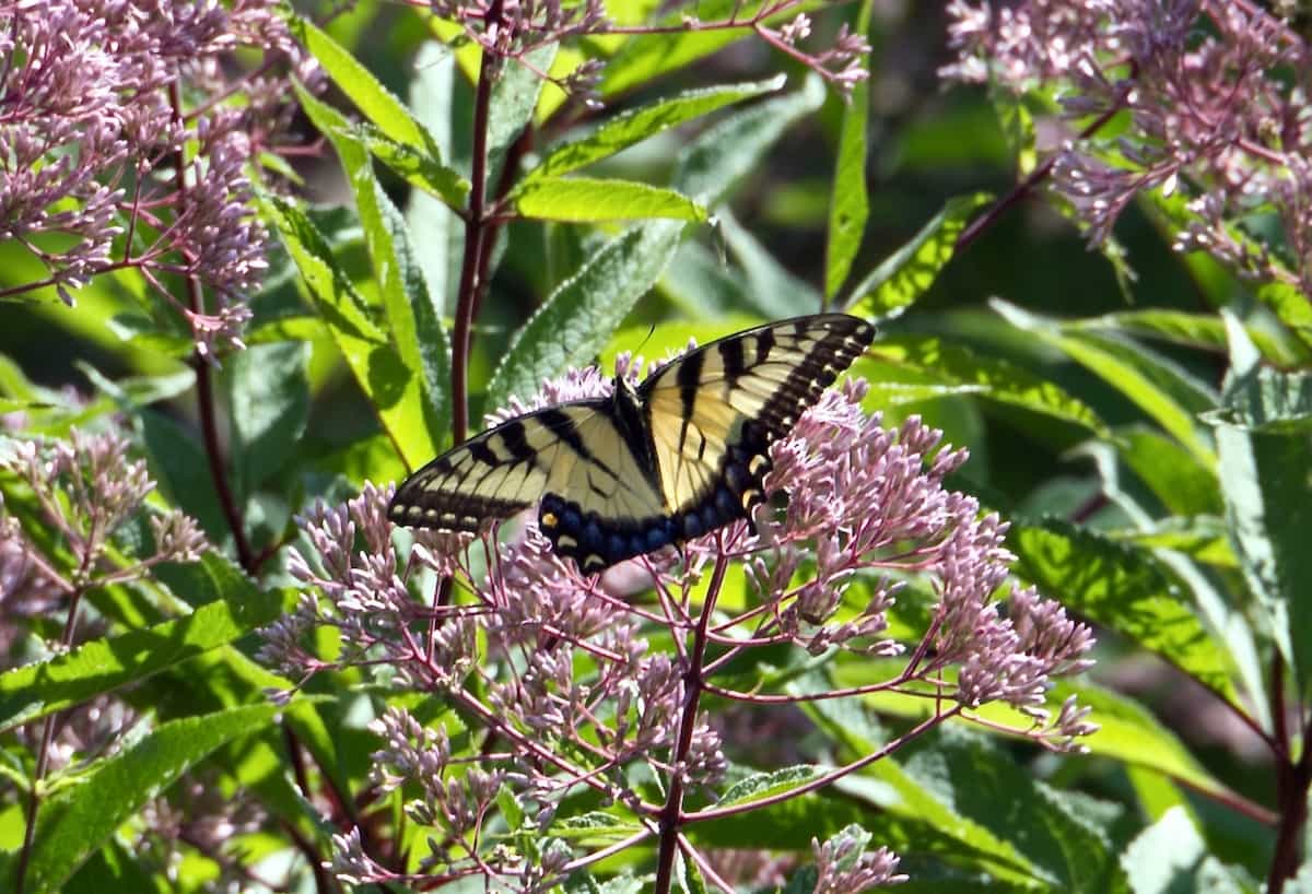 image of Eastern Tiger Swallowtail Butterfly
