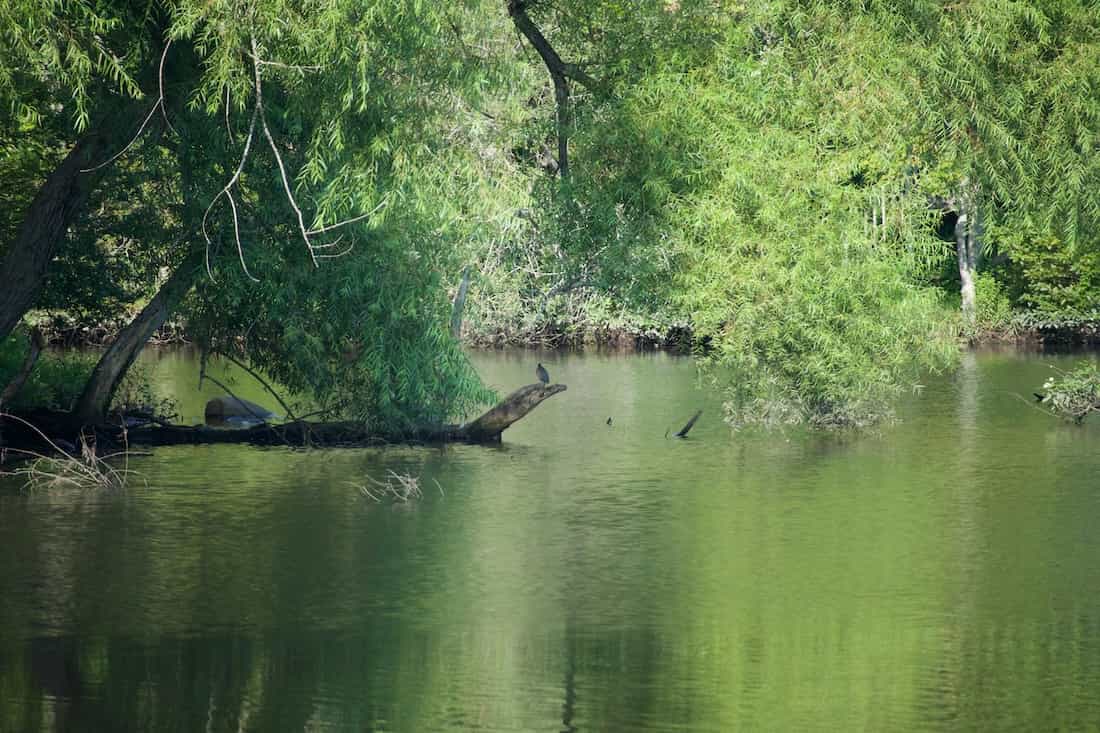 image of green heron at rest