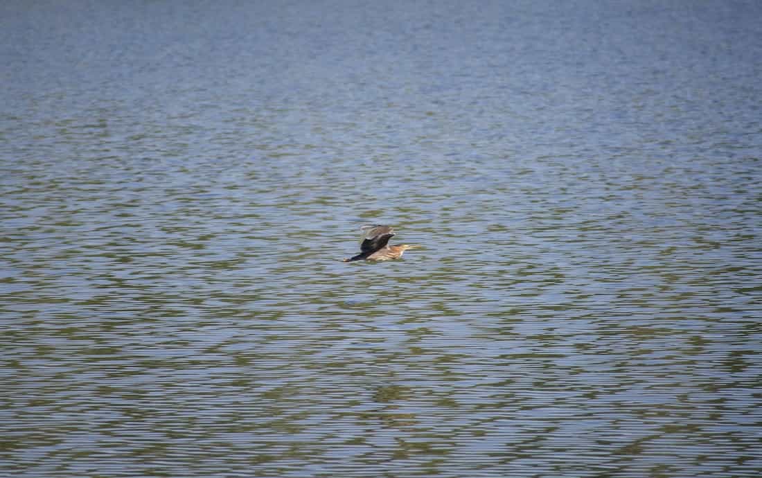 image of a green heron in flight