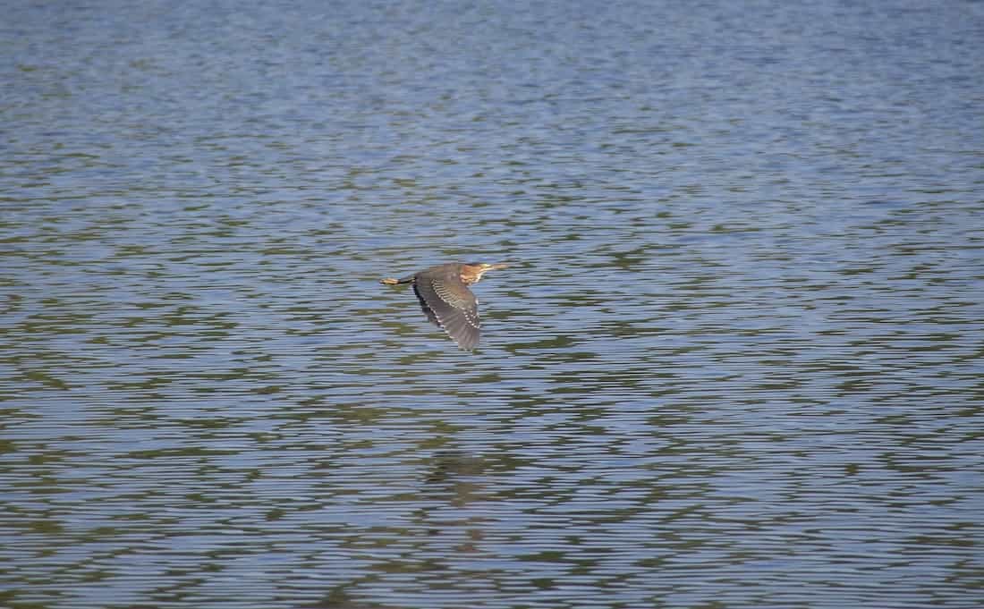 image of a green heron in flight