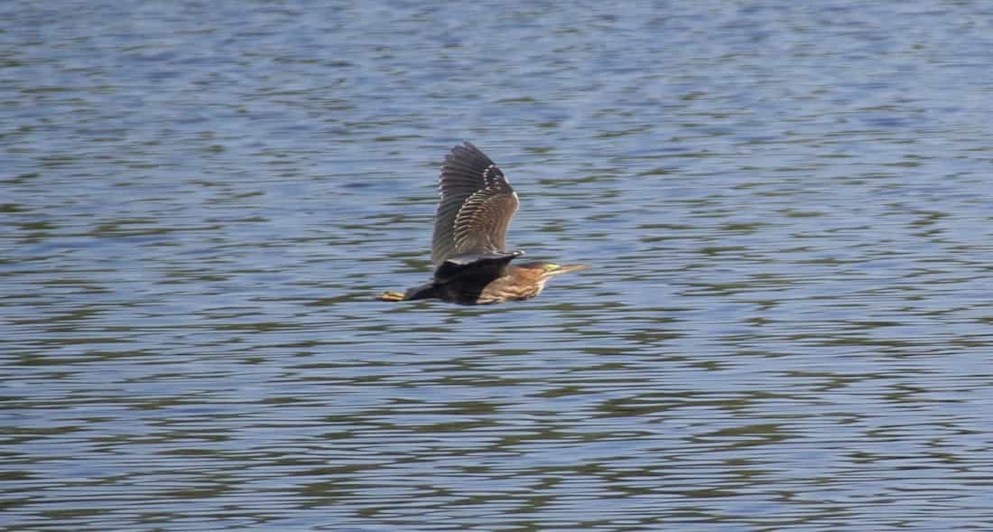 image of a green heron in flight