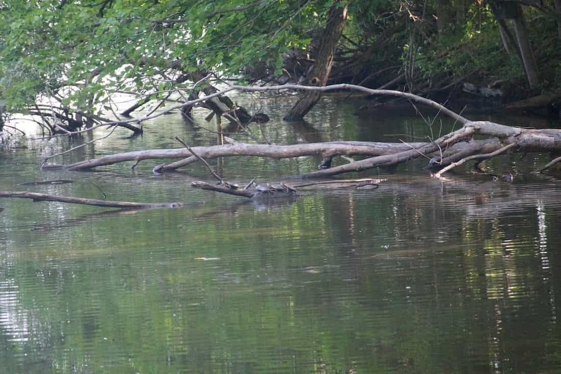 image of turtles