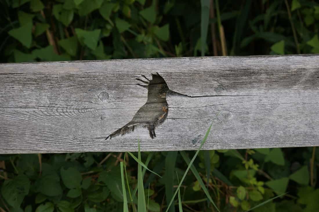 image of a viewing platform at the celery farm
