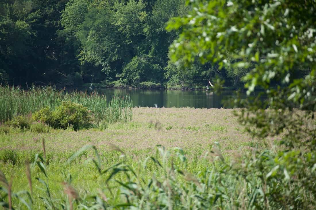 image of a Great Blue Heron in a field