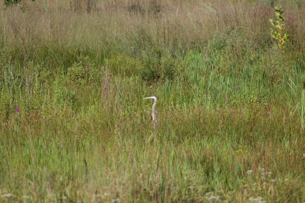 image of a great blue heron