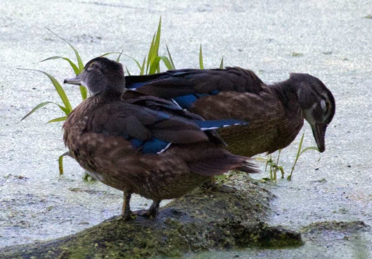 image of a pair of wood ducks