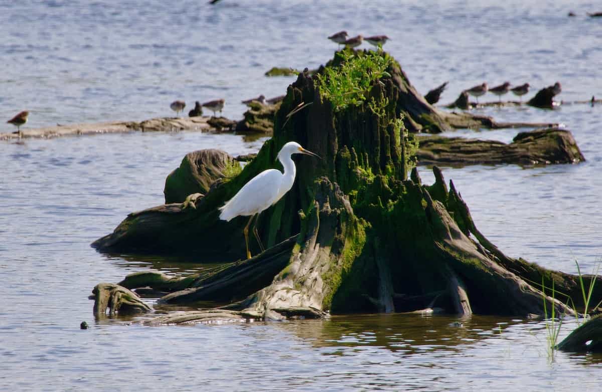 image of a snowy egret