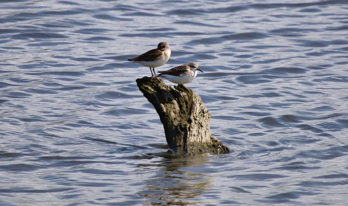 image of least and semipalmated sandpipers