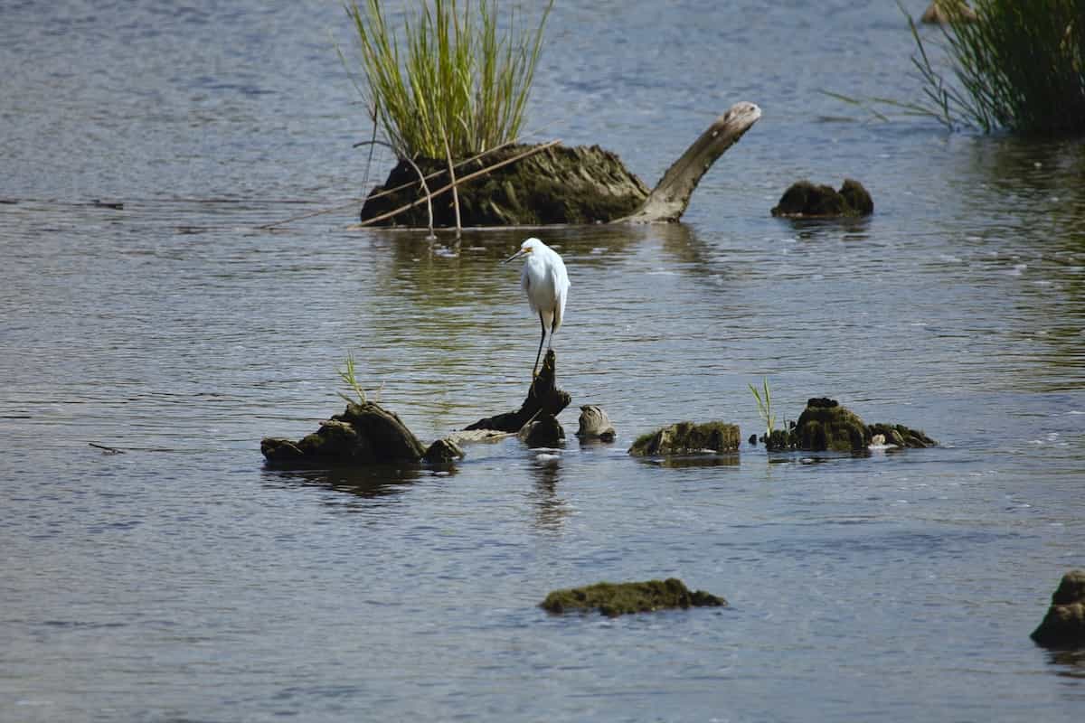 image of resting snowy egret