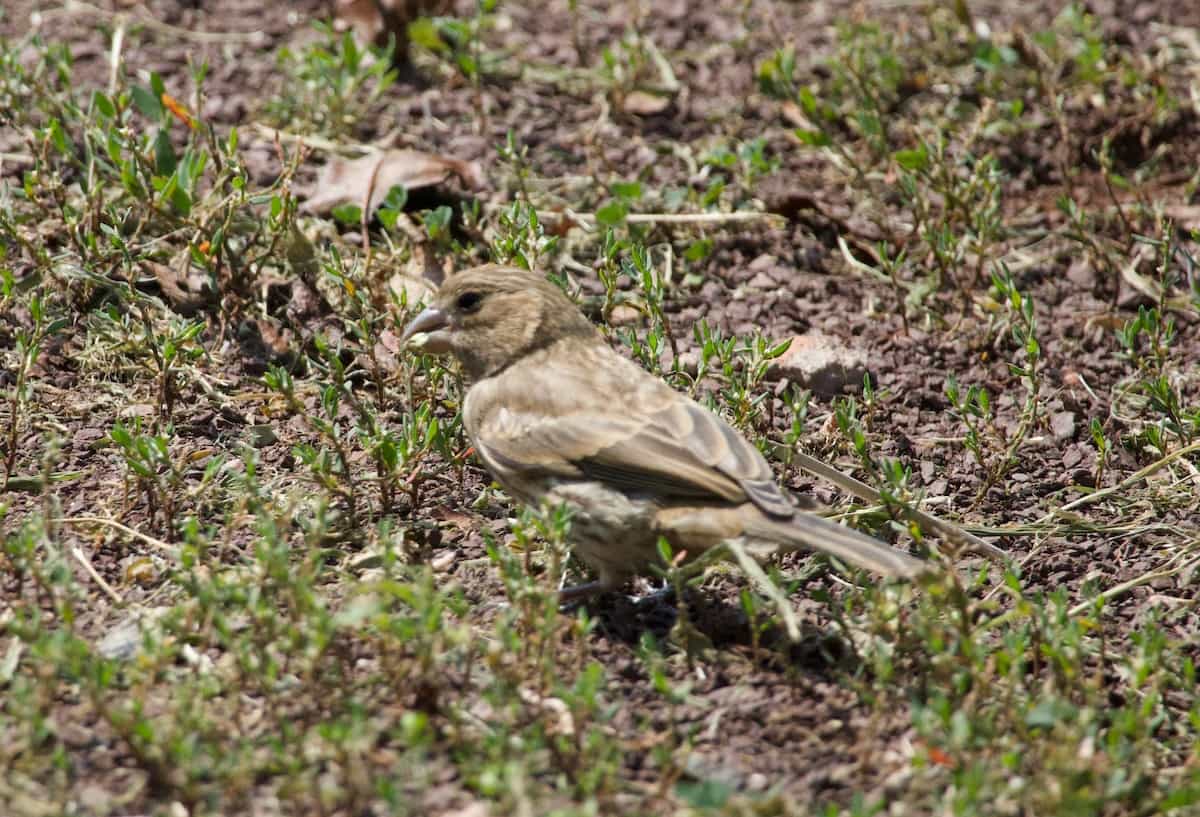 image of a house sparrow