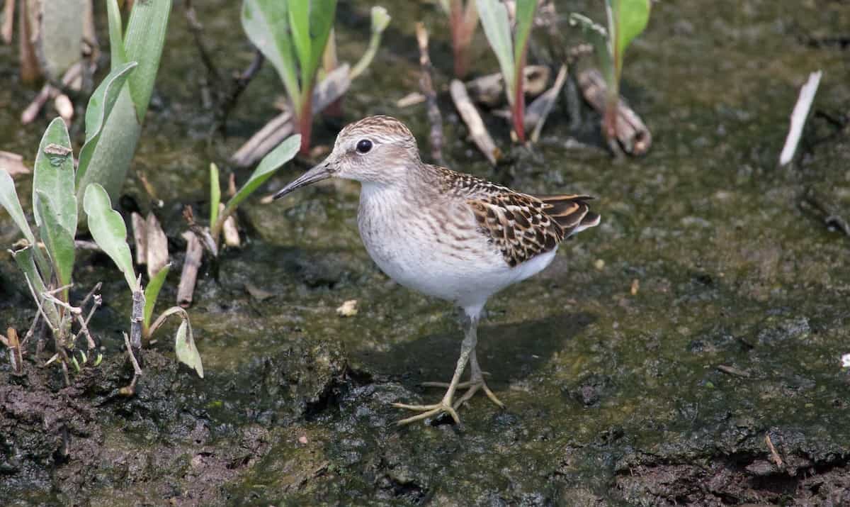 image of a least sandpiper