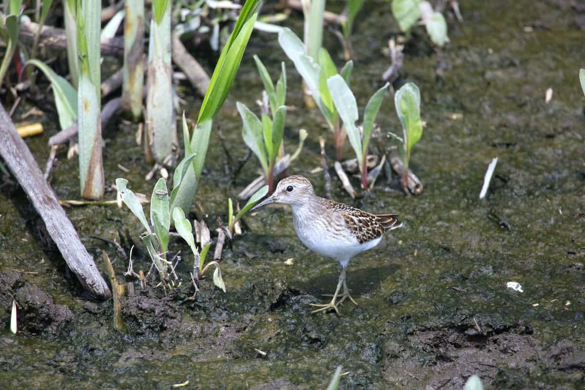 image of a least sandpiper