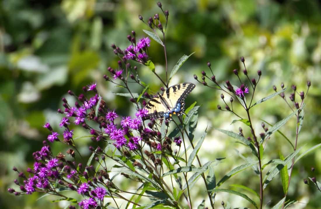 image of a eastern tiger swallowtail butterfly