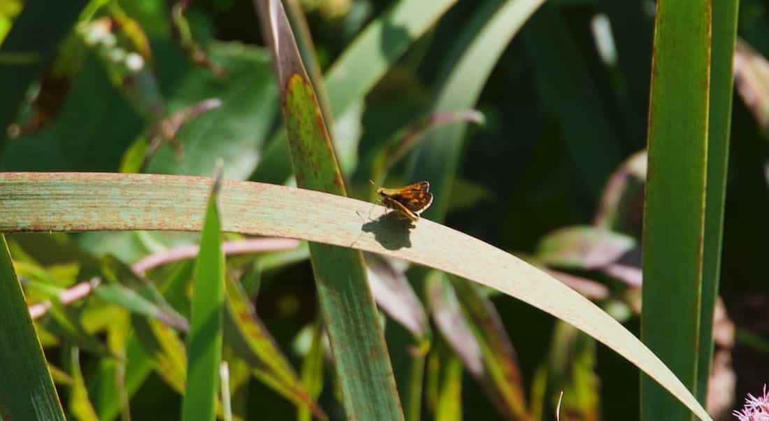 image of Peck's Skipper