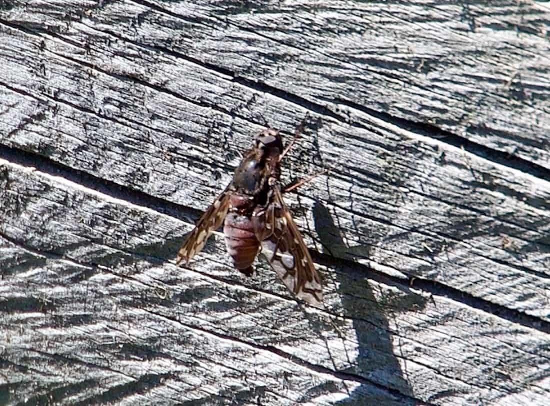 image of a tiger bee fly