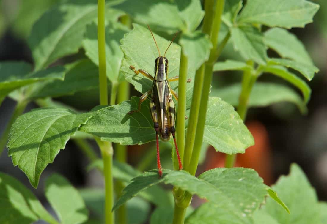 image of a two-striped grasshopper