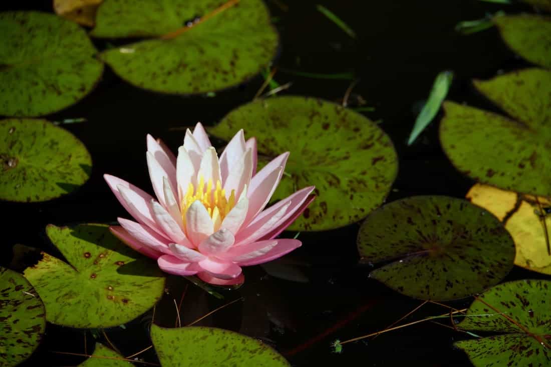 image of a waterlilly