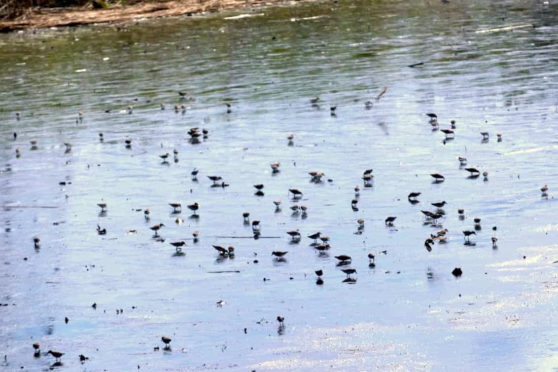 image of sandpipers
