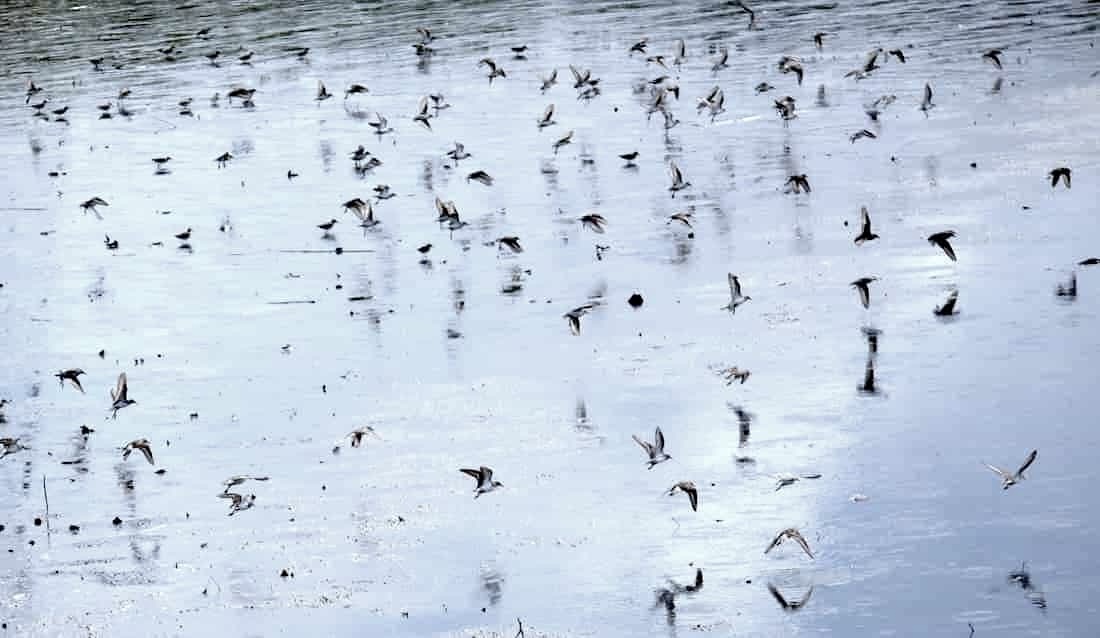 image of sandpipers flying