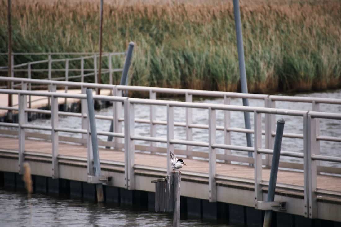 image of foster's tern