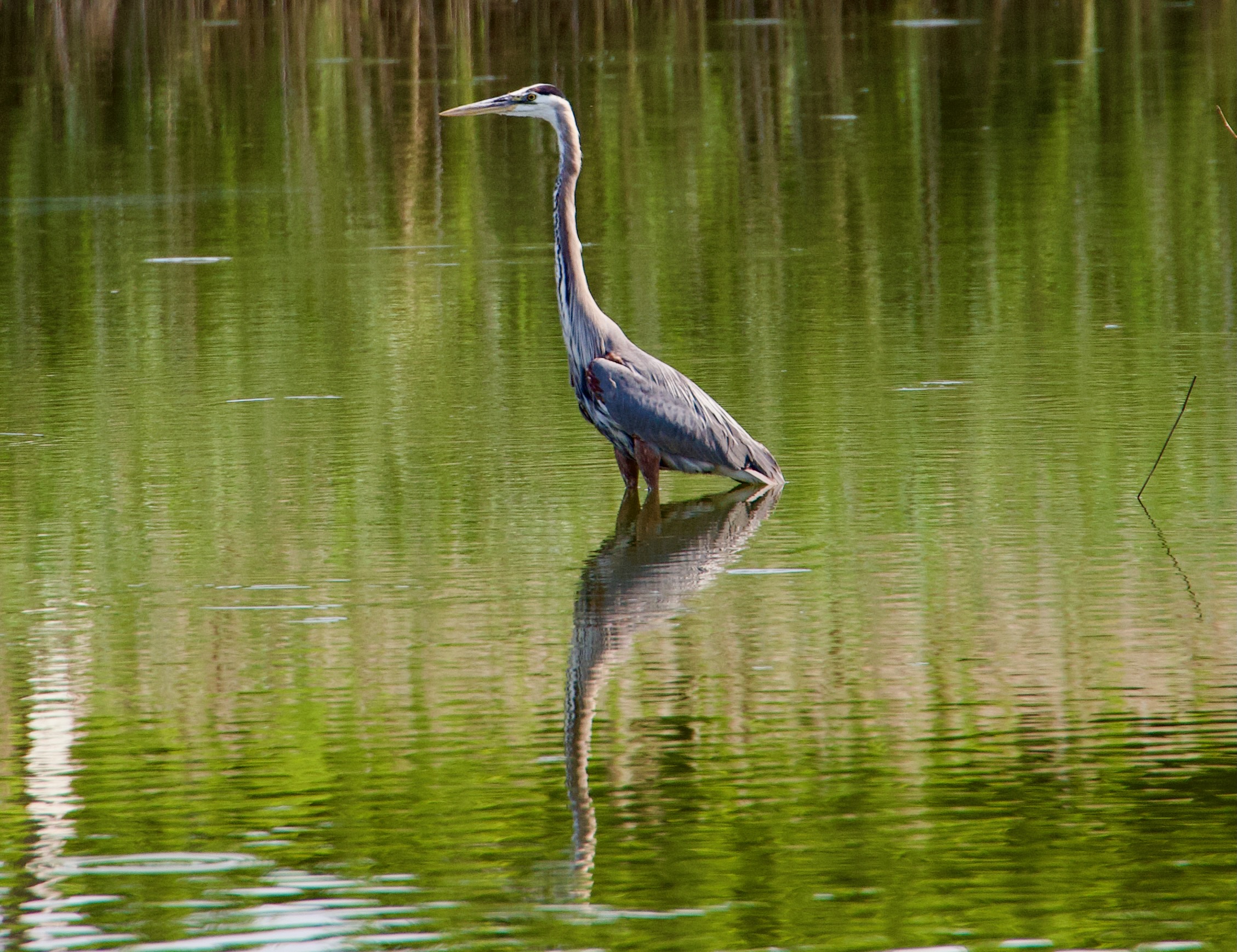 image of a great blue heron