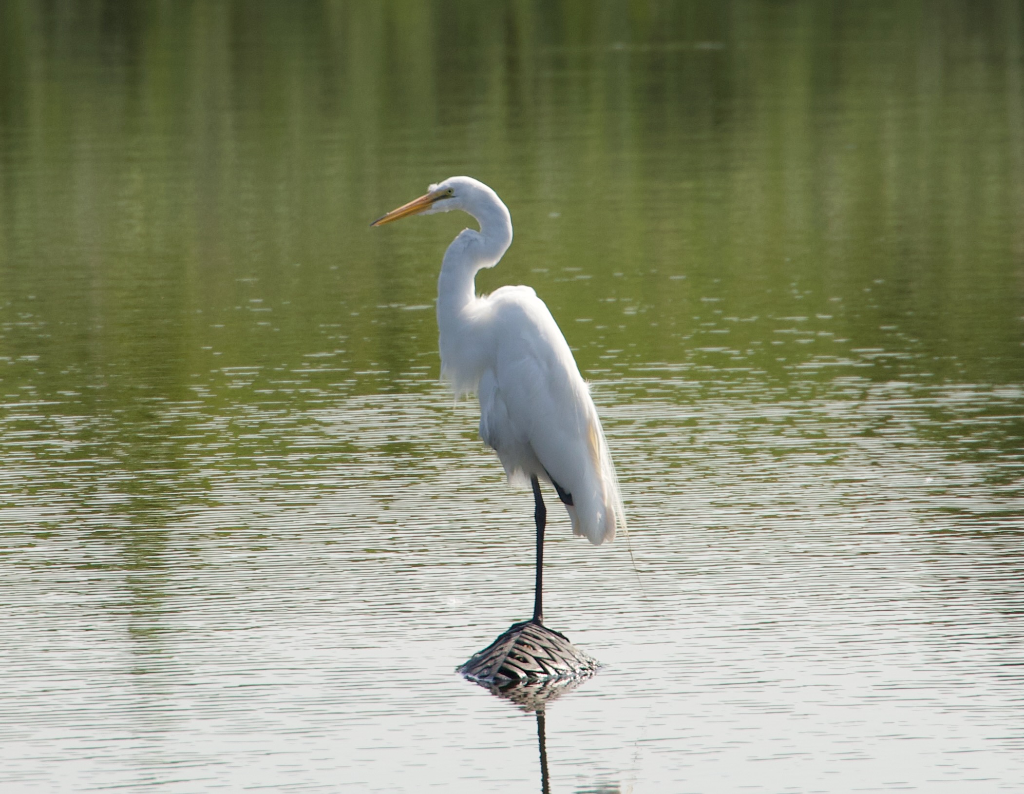 image of a great egret