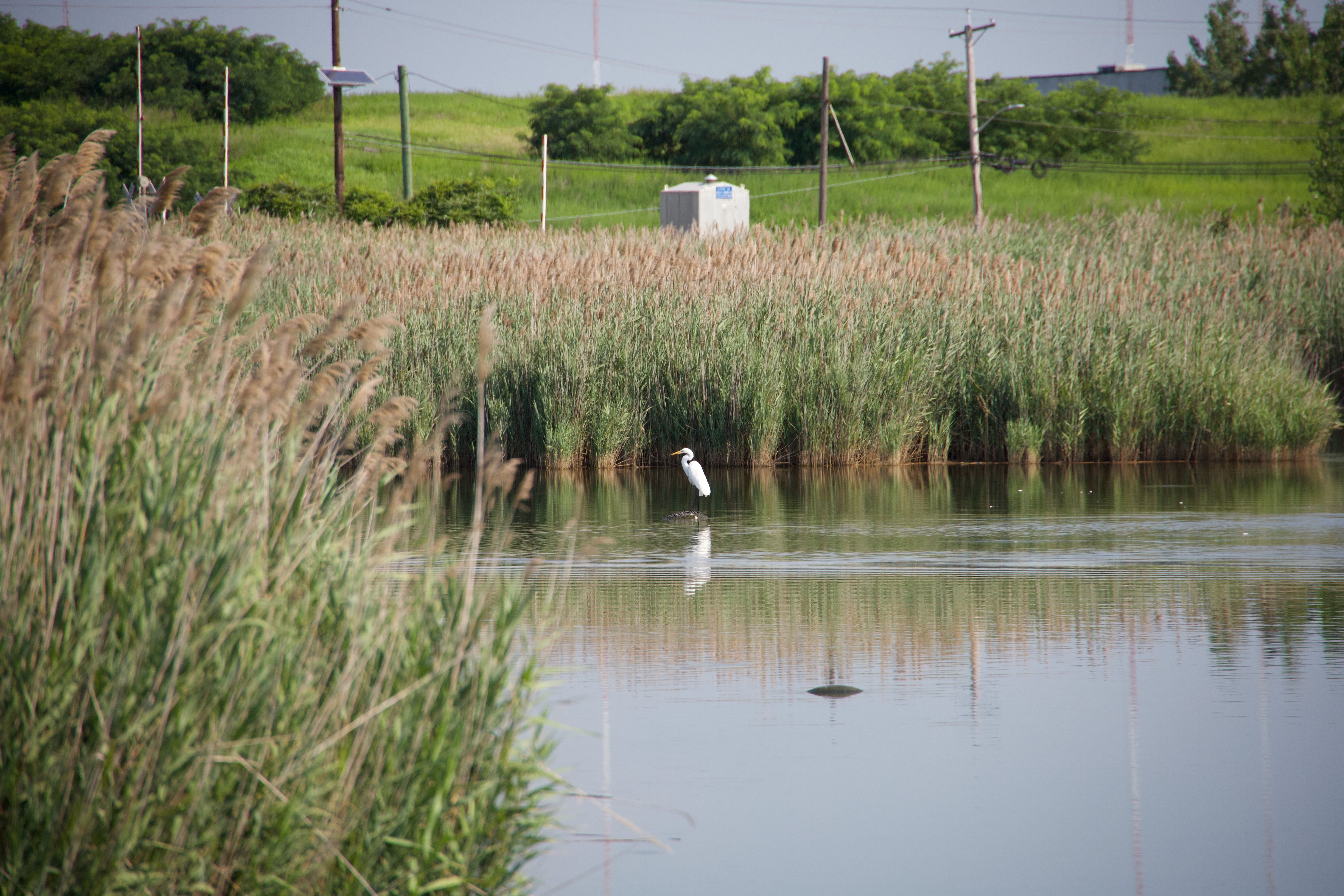 image of a great egret