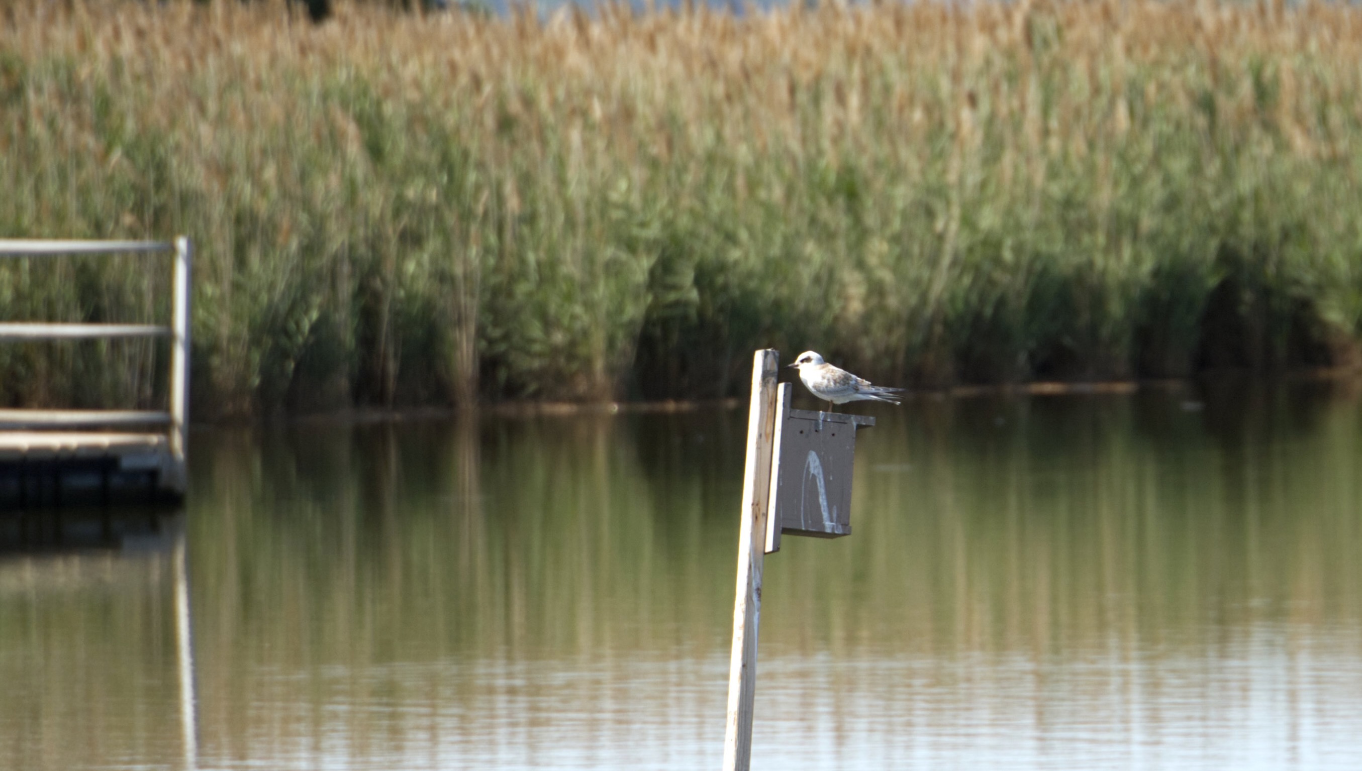 image of a juvenile Foster's Tern