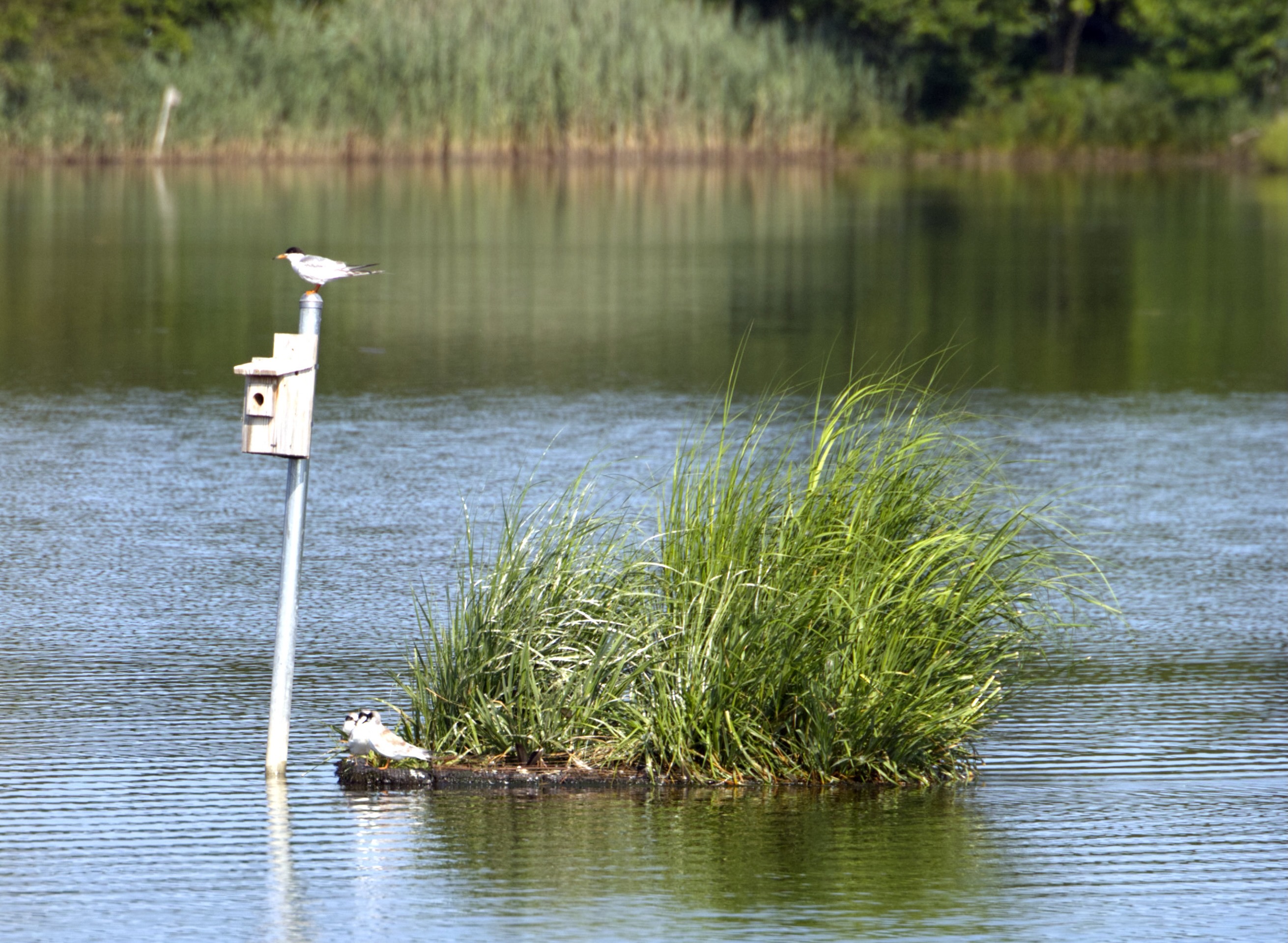 image of a Foster's Tern