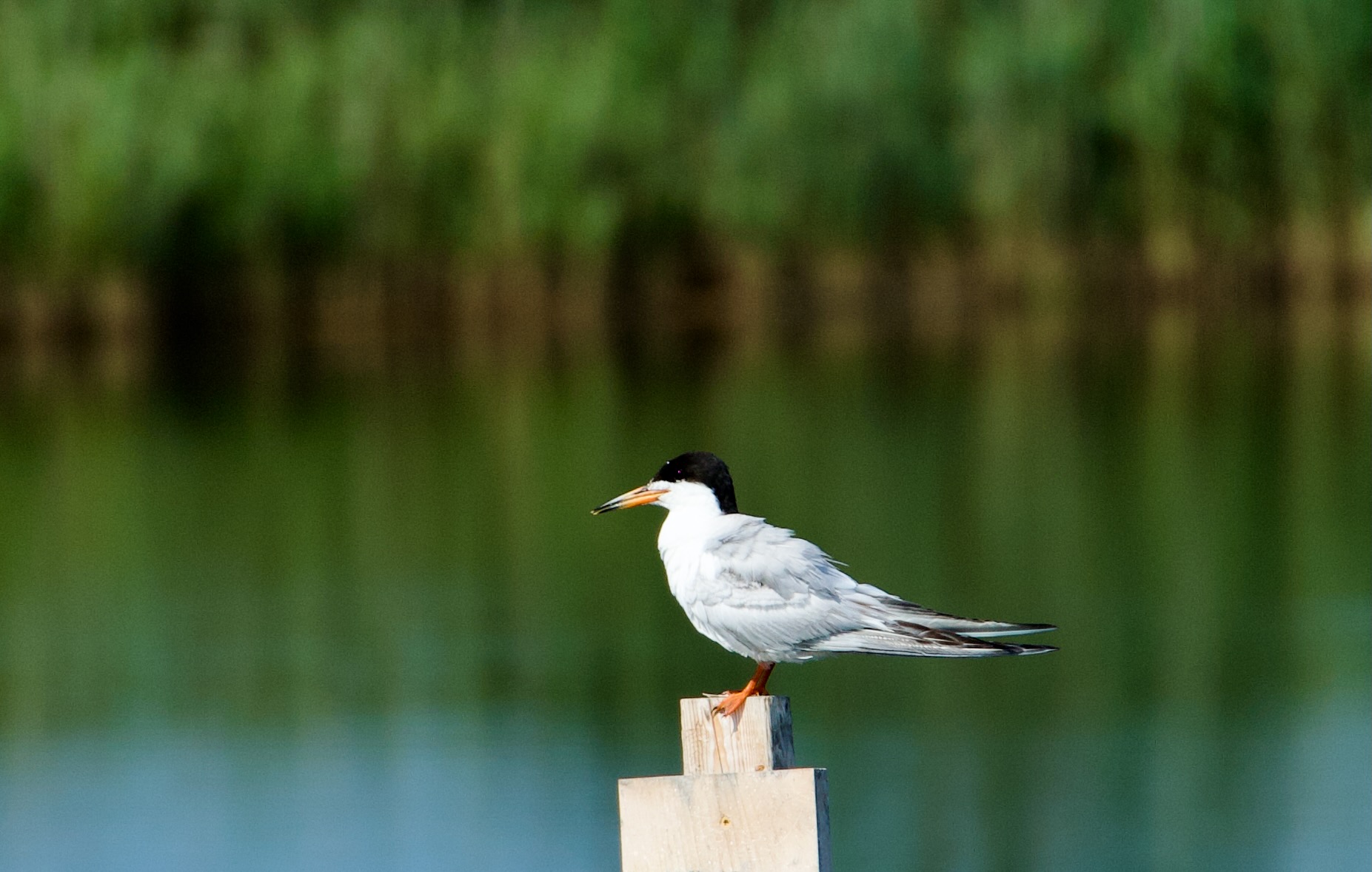 image of a Foster's Tern