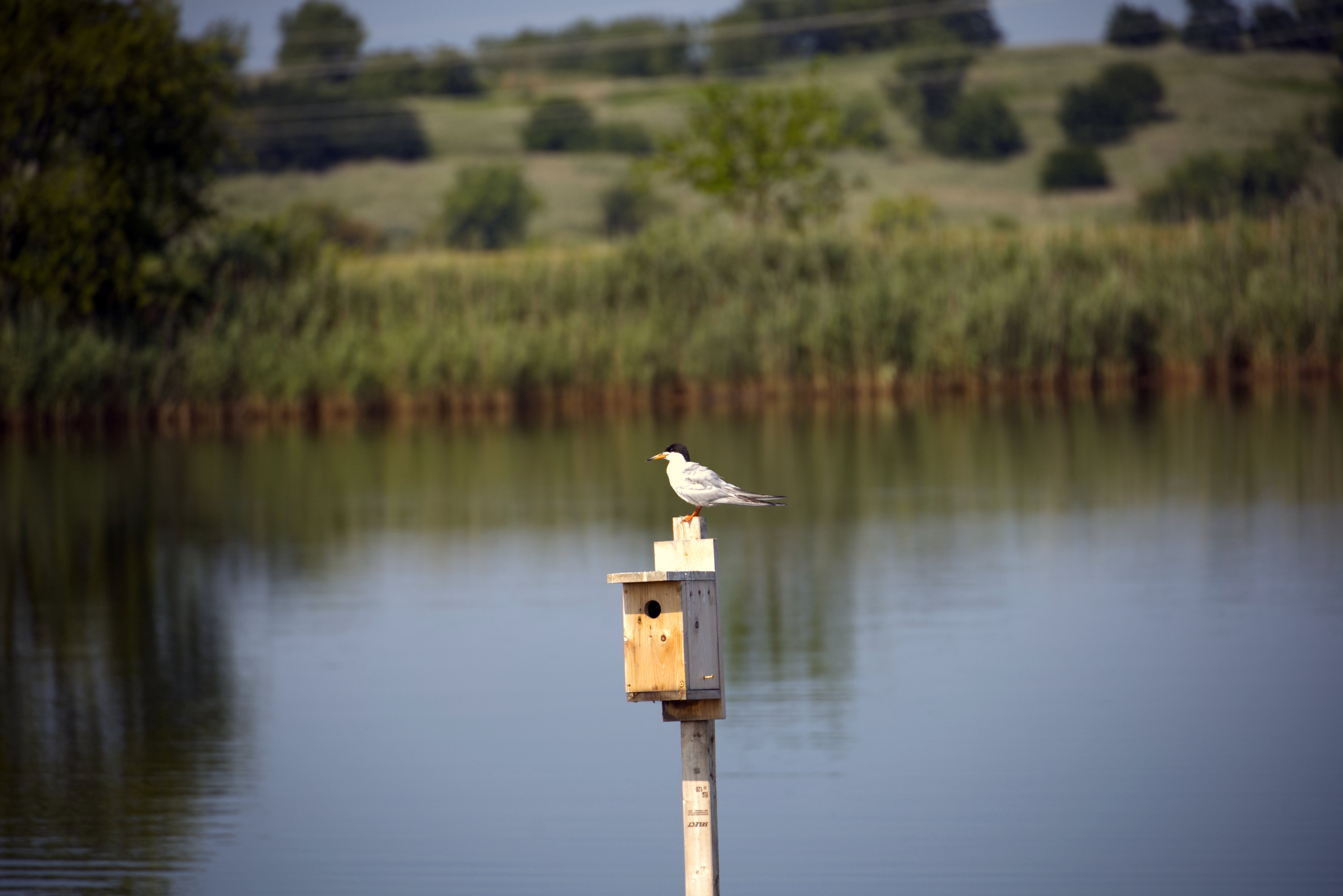 image of a Foster's Tern