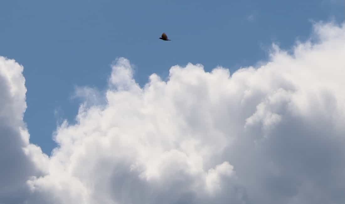 image of a flying bird