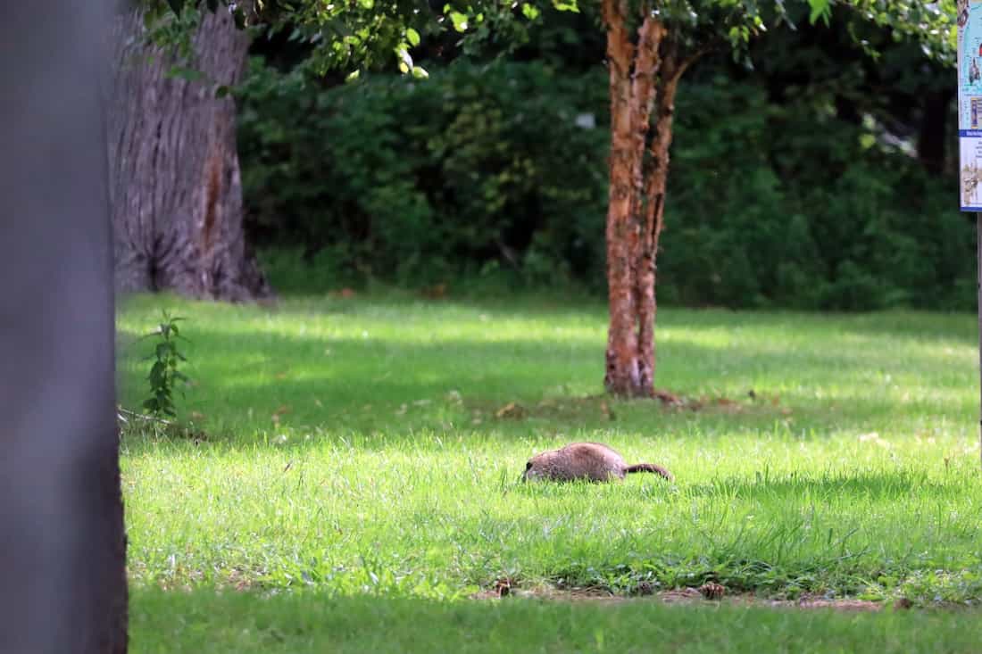 image of a groundhog
