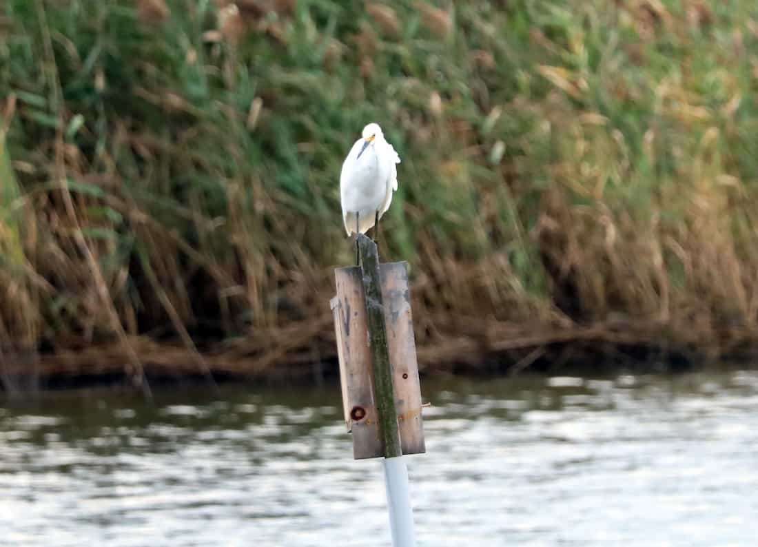 image of an egret on a nesting box