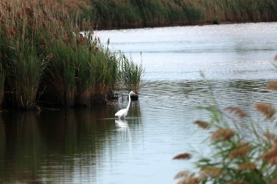 image of an egret