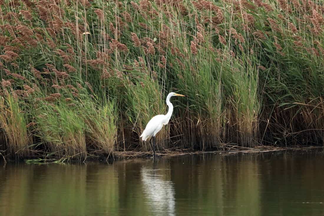 image of an egret